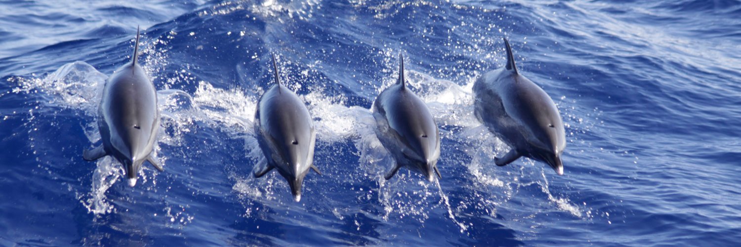 WildSideHawaii's profile banner image