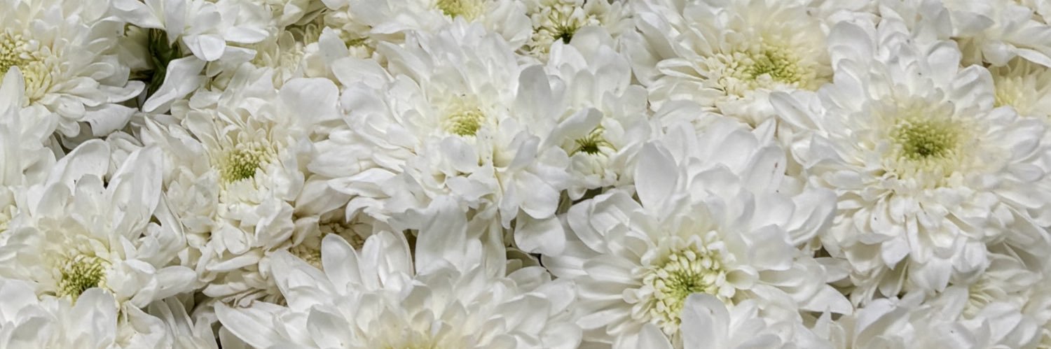 𑣲 GWYN ♬⋆.ᐟ banner