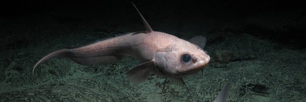 ThomLinley Profile Banner