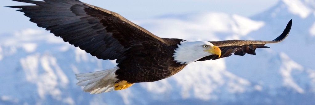 MitchGoat70 🇺🇸 banner