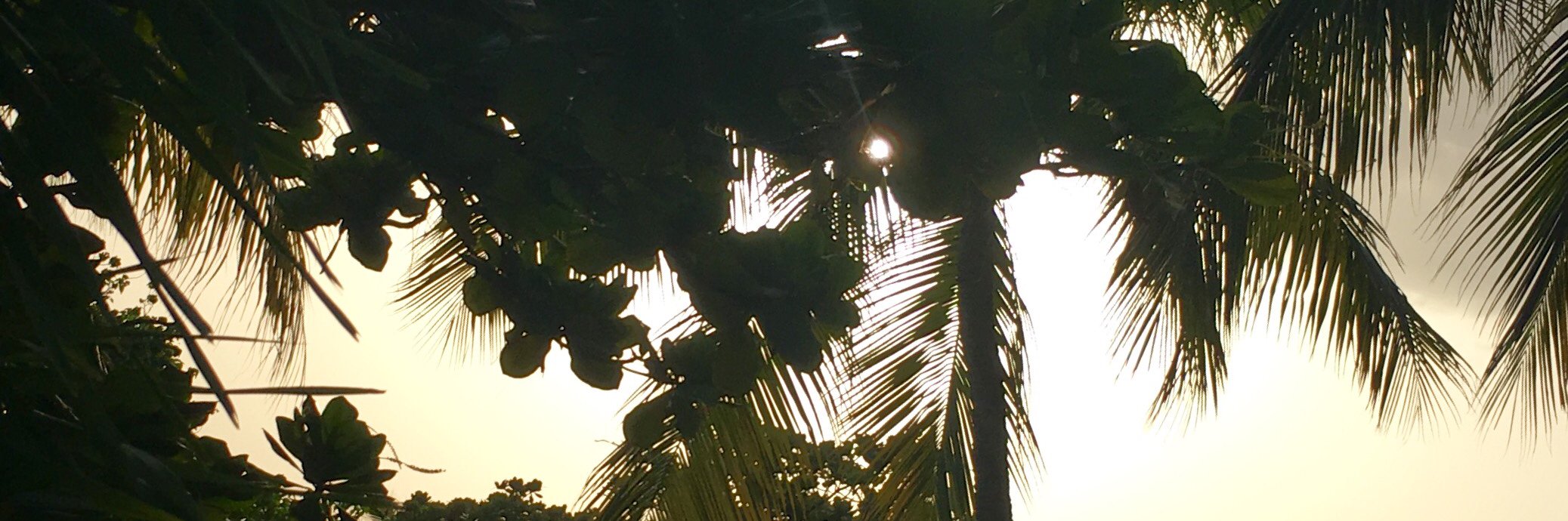 Kaliko1313's profile banner image