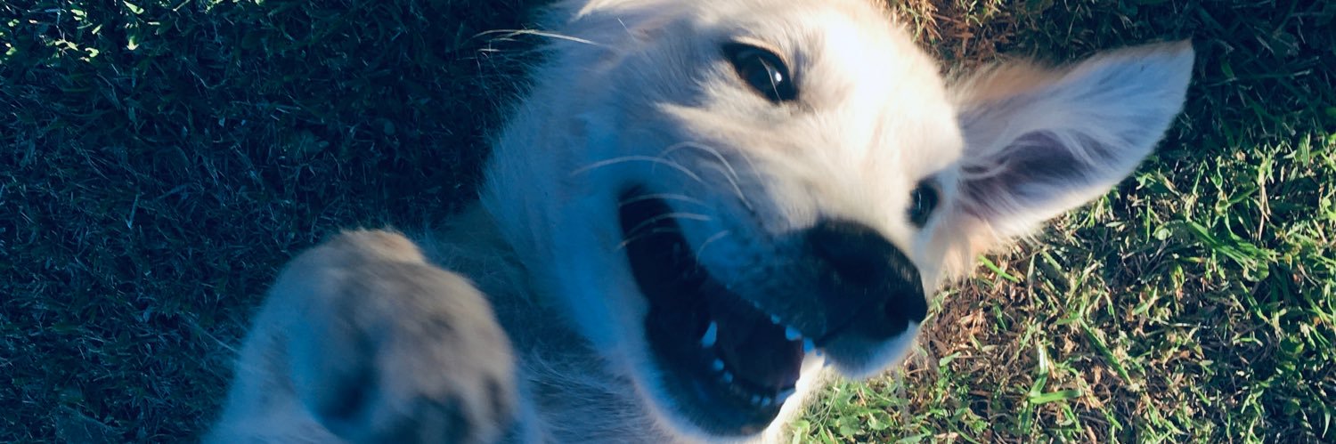 Robertdiste1's profile banner image