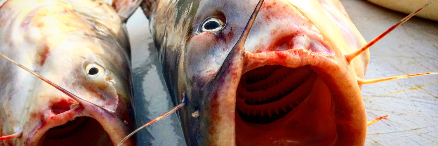 bayouchasers's profile banner image