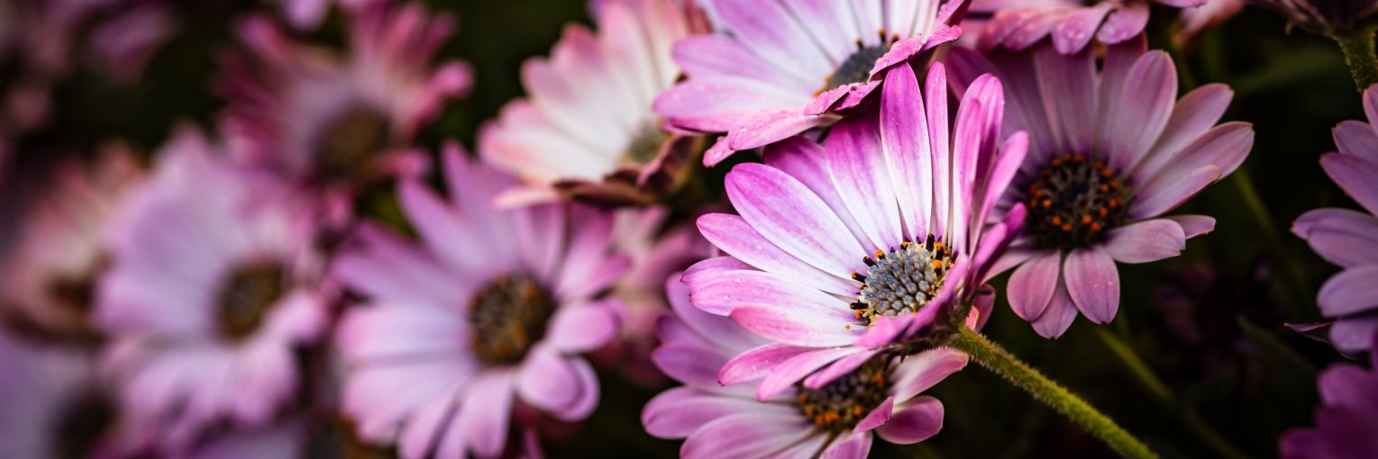 GKPhotography's profile banner image