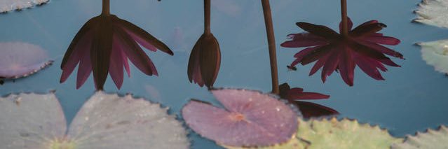 ana_taban's profile banner image