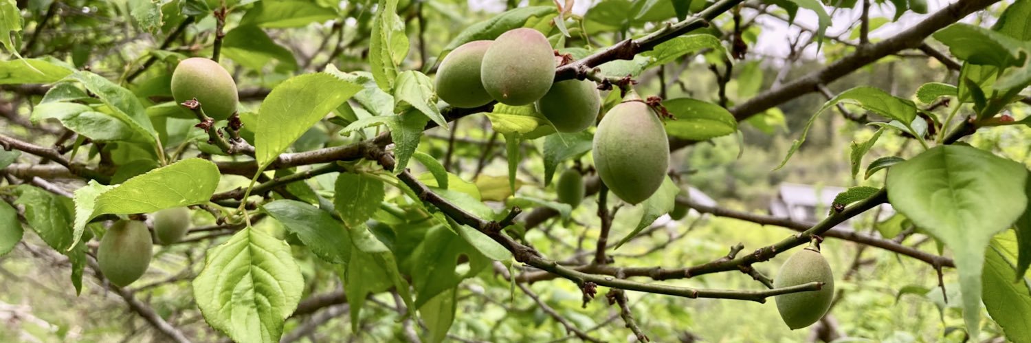 はらだみずき banner