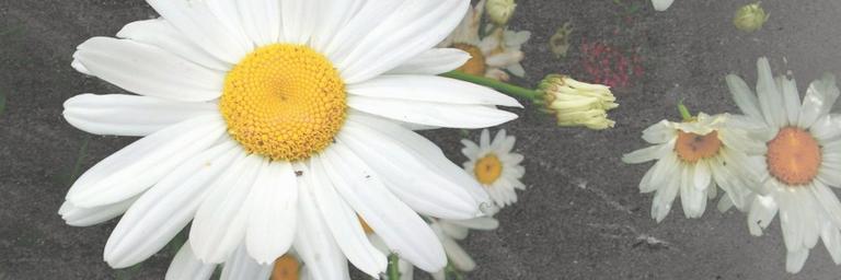 Iree11's profile banner image