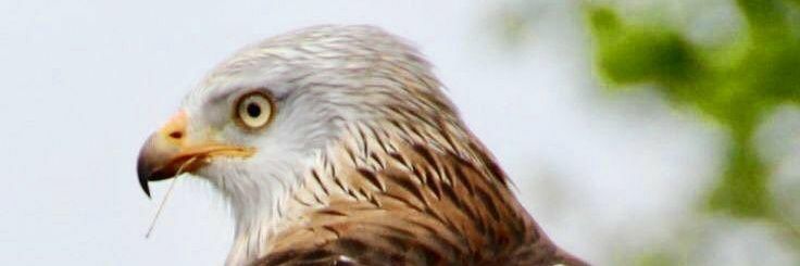 bertmeringa's profile banner image