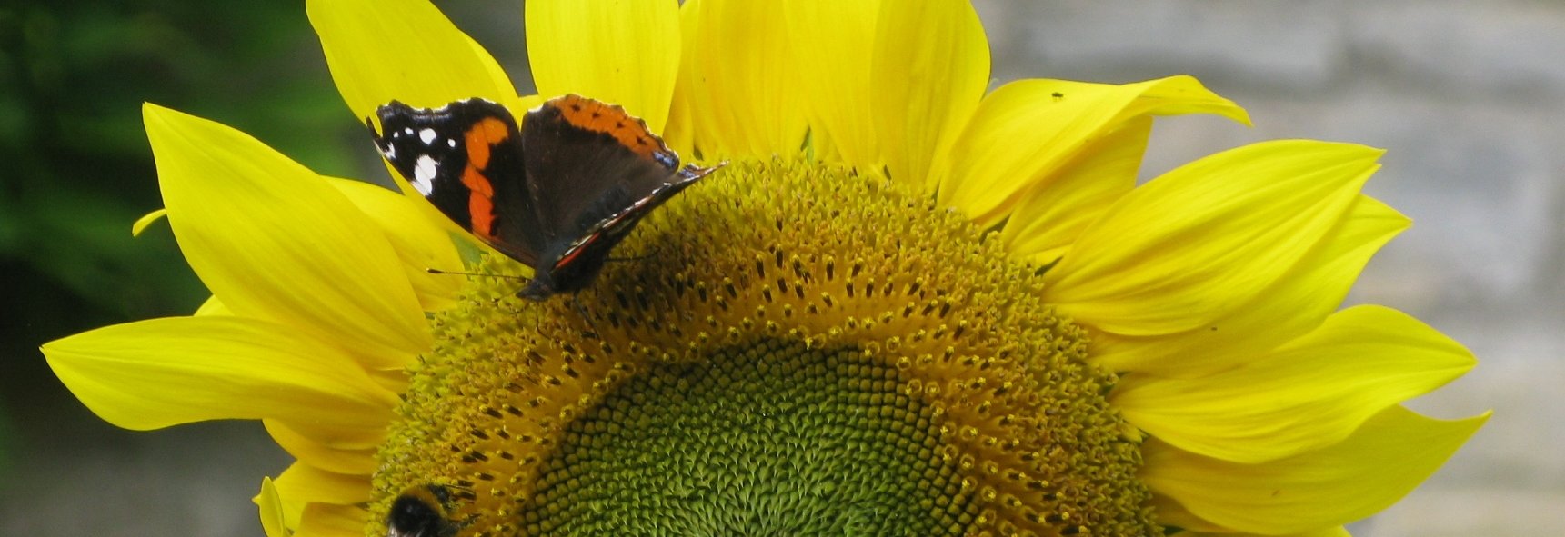Frank Barnard banner