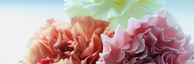 iris0ayame's profile banner image