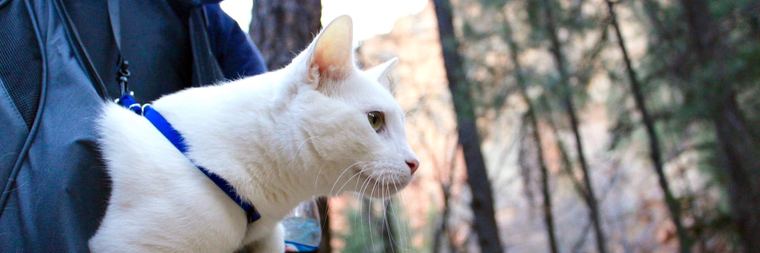 thrasher_cat's profile banner image
