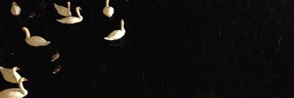 Tali banner