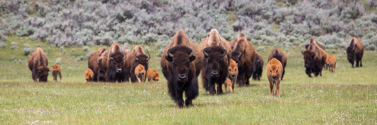 Yellowstone National Park's banner
