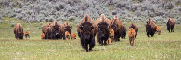 YellowstoneNPS Profile Banner