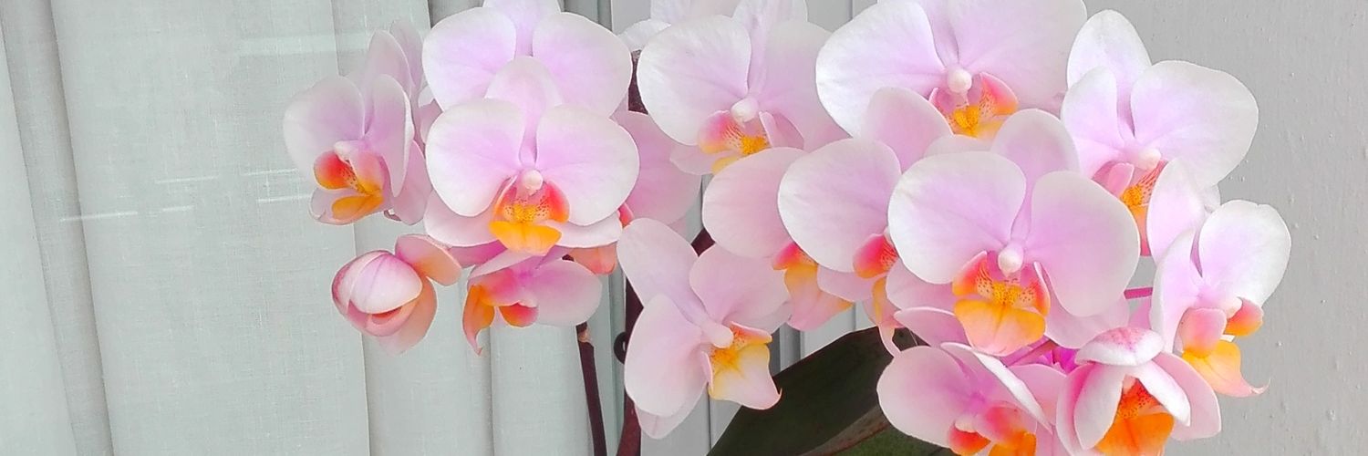 mercedes marquez banner