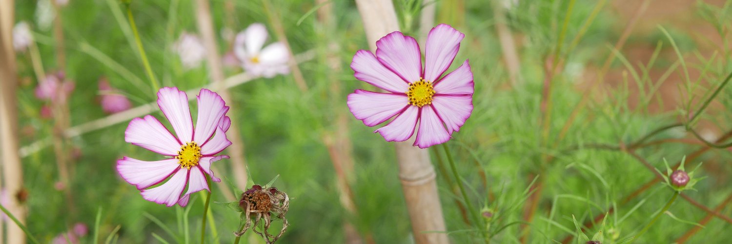 LeslieFlower29's profile banner image