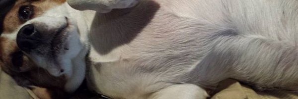 jester331 Profile Banner