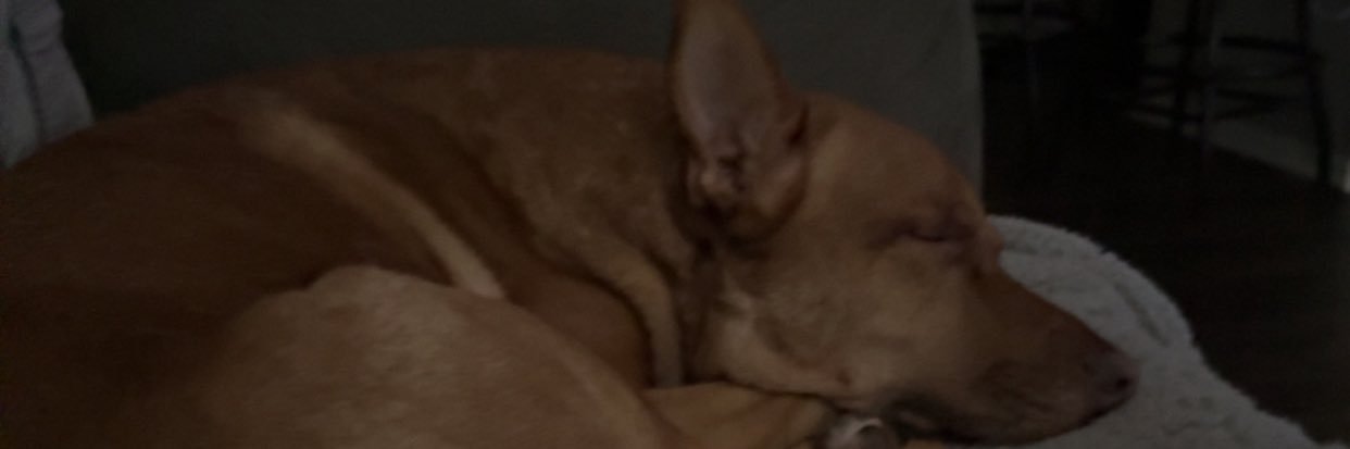 Jay Cartier banner