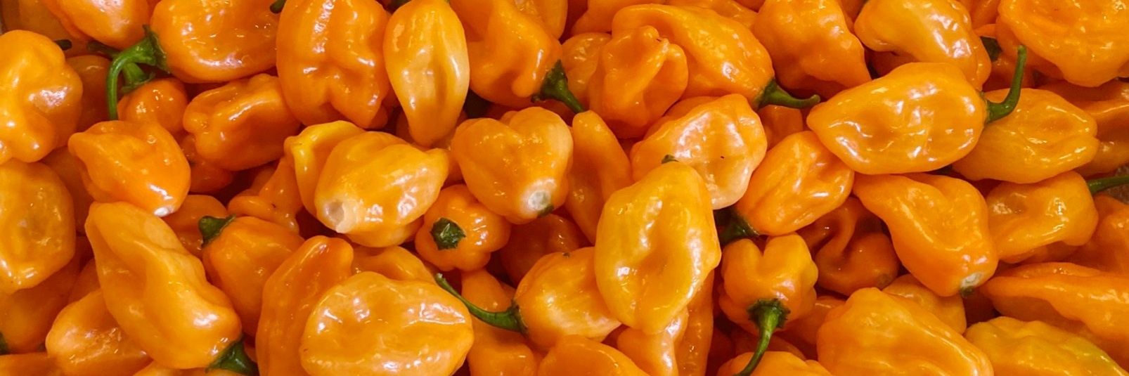 johnny shively banner