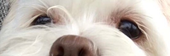dangvid's profile banner image