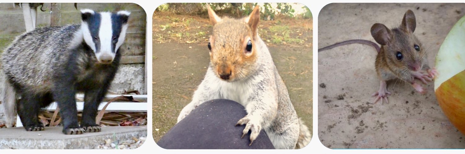 Tracy 🦊👣🦡🌸🌺🌳👩🏼‍💻 banner