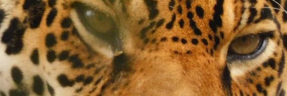 RodrigoFiallo's profile banner image