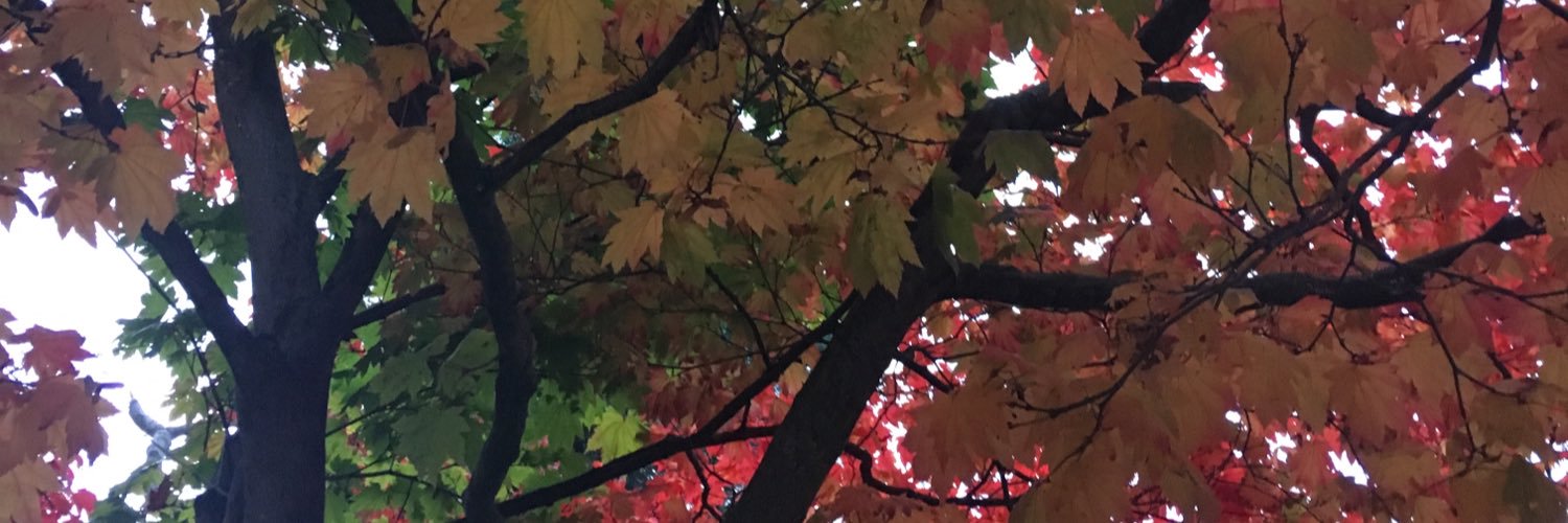 sianeeX's profile banner image
