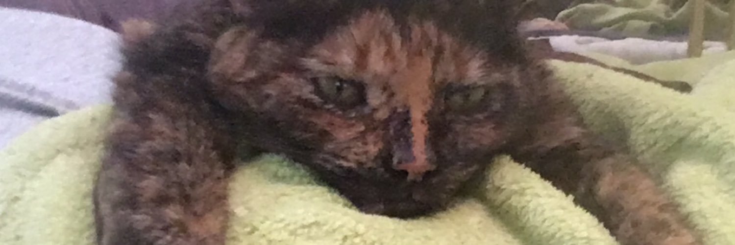 AndiNewBooty's profile banner image
