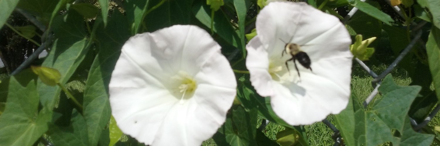 M Jalo (he/him) banner