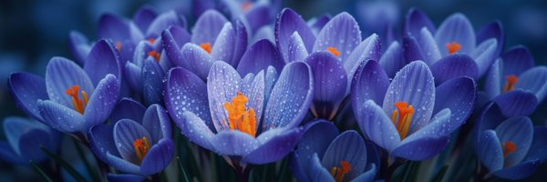 _melogranodiade Profile Banner