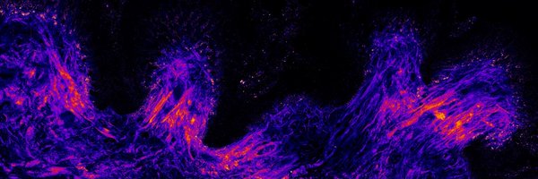 SchulzScience_ Profile Banner