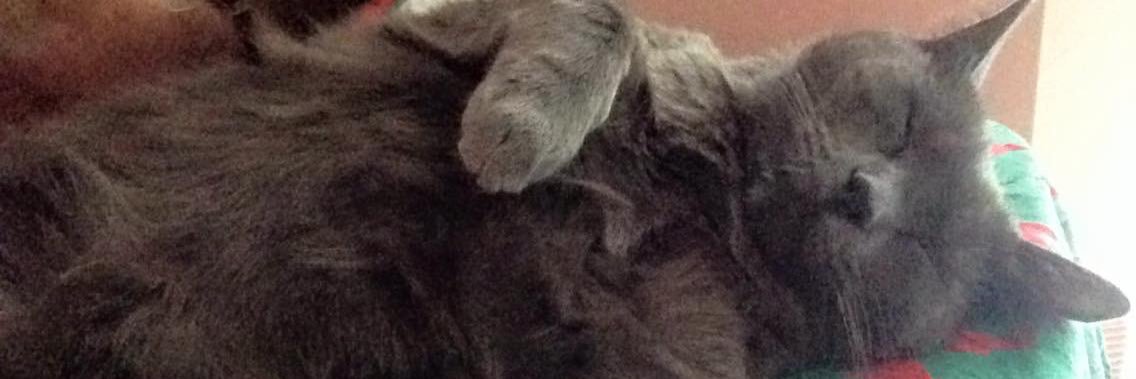KatinaMonaca's profile banner image