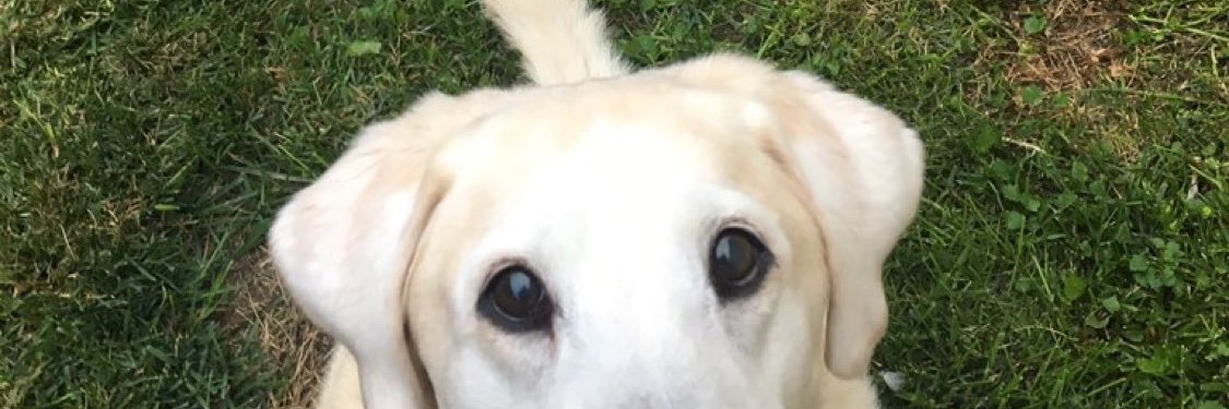 Laupags's profile banner image