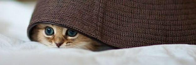 LunaIsKey's profile banner image