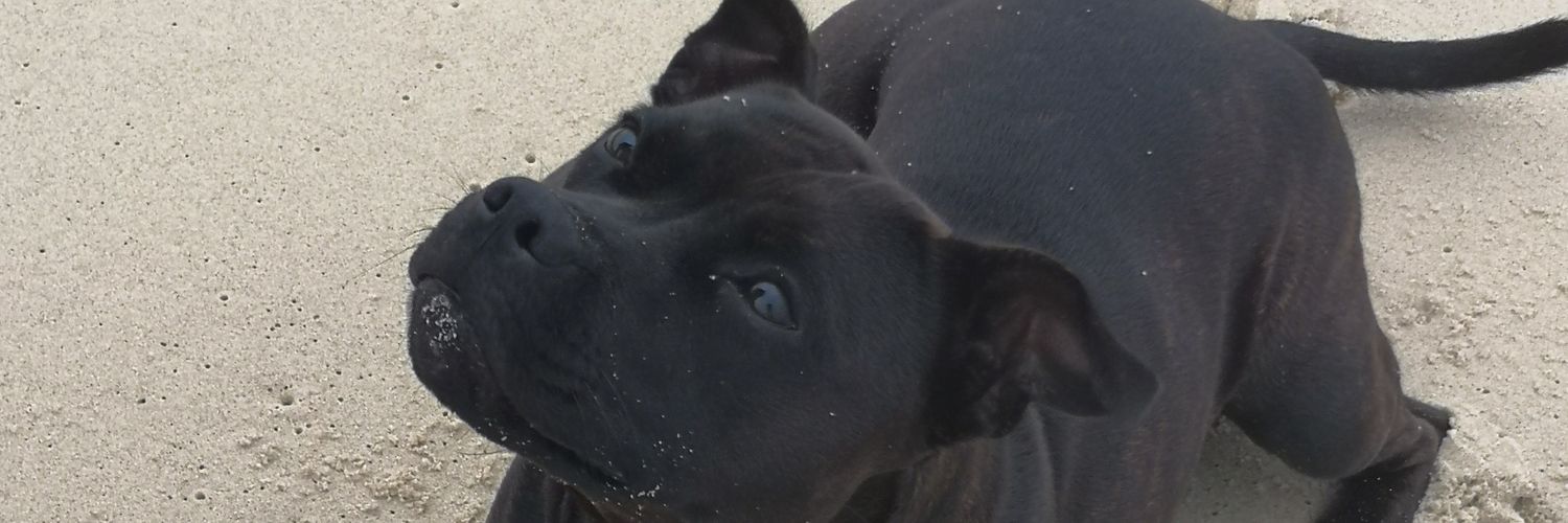 angizzy77's profile banner image