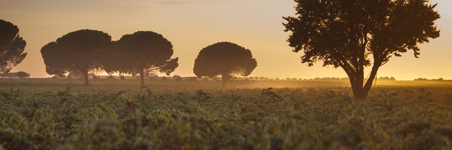 Bodegas Volver banner