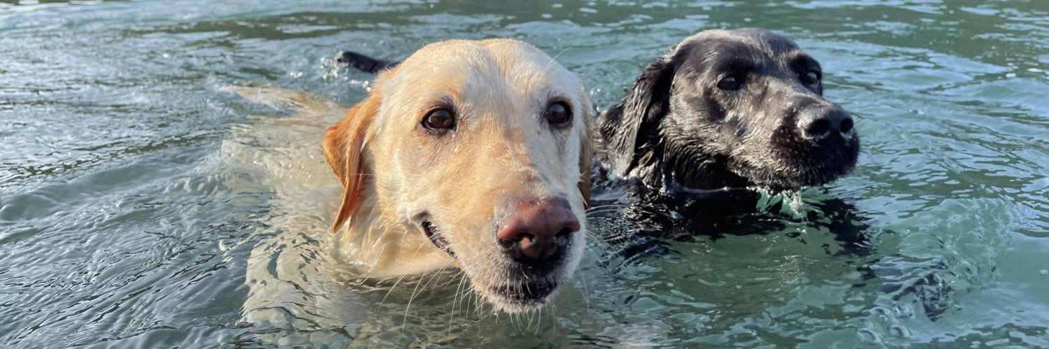 💚🤍💜🏴󠁧󠁢󠁷󠁬󠁳󠁿🩵 banner