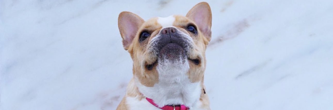 TheDogAgency's profile banner image