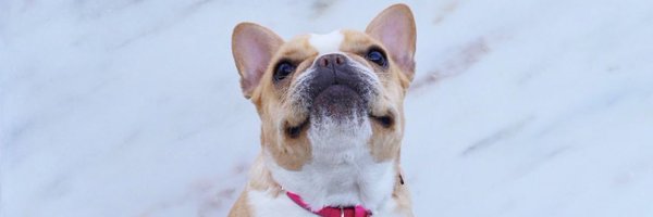 TheDogAgency Profile Banner