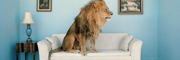 couchlion banner