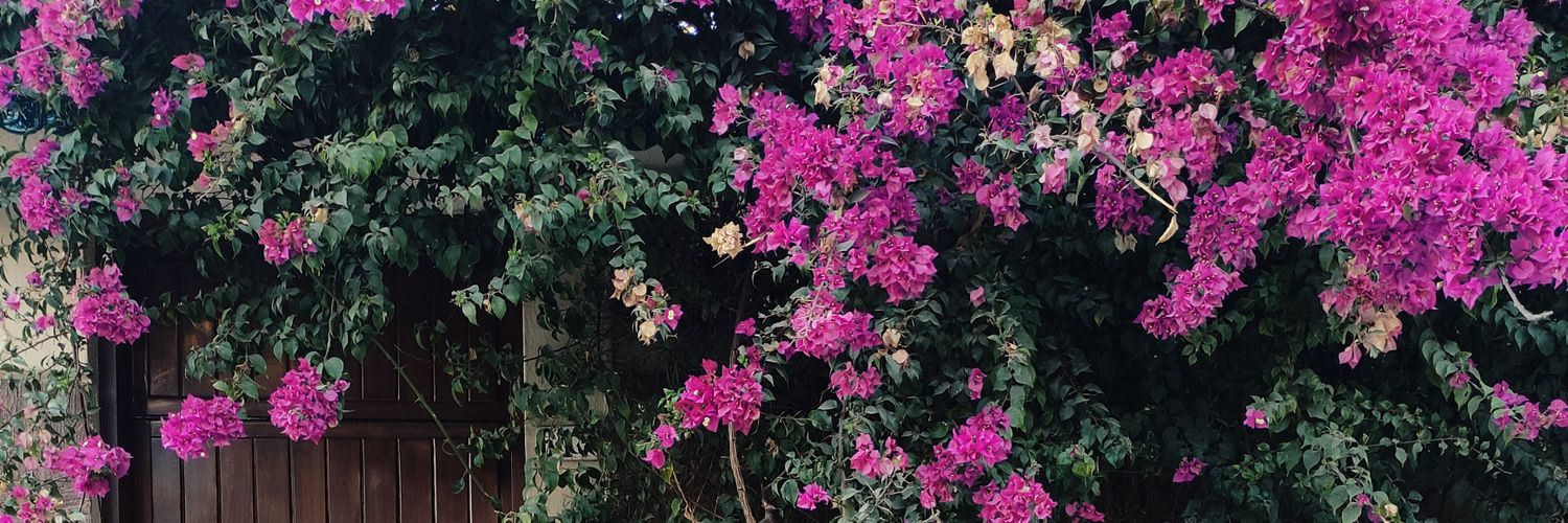 Andrea__Sa's profile banner image
