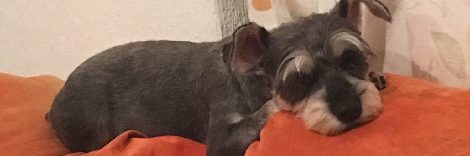 Azukitar's profile banner image