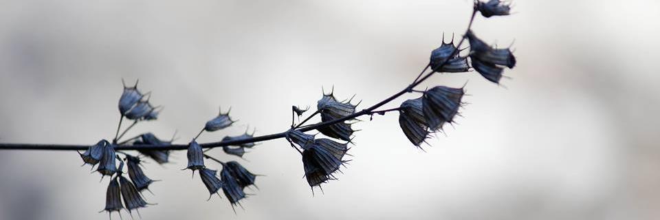 Mangnik banner