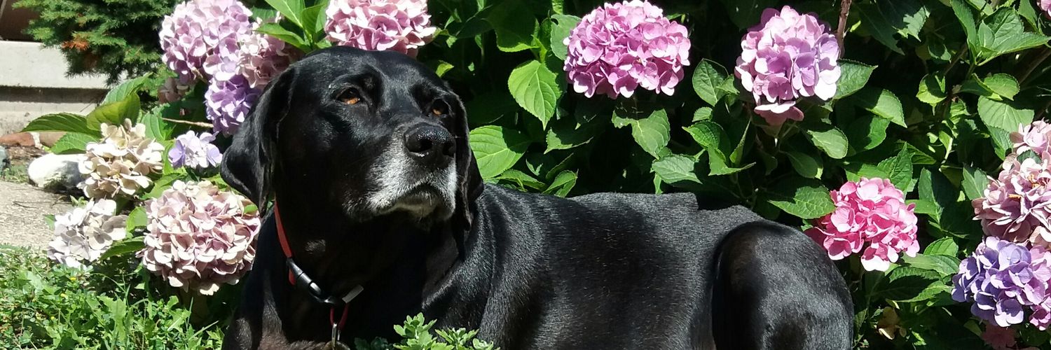 StacyMacCallum's profile banner image