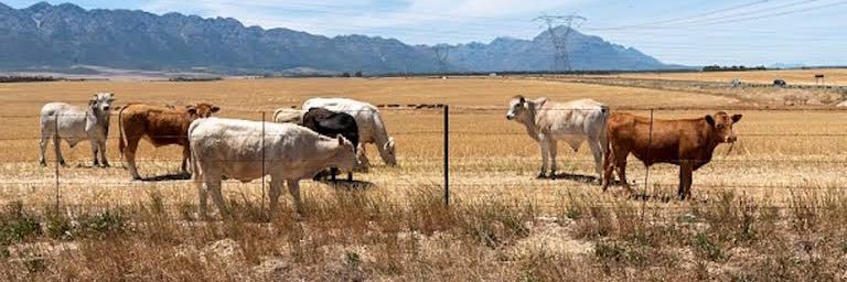 Anthony Khourie banner