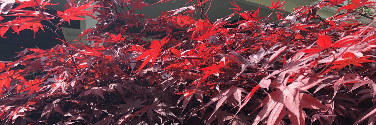 Mackenzie banner