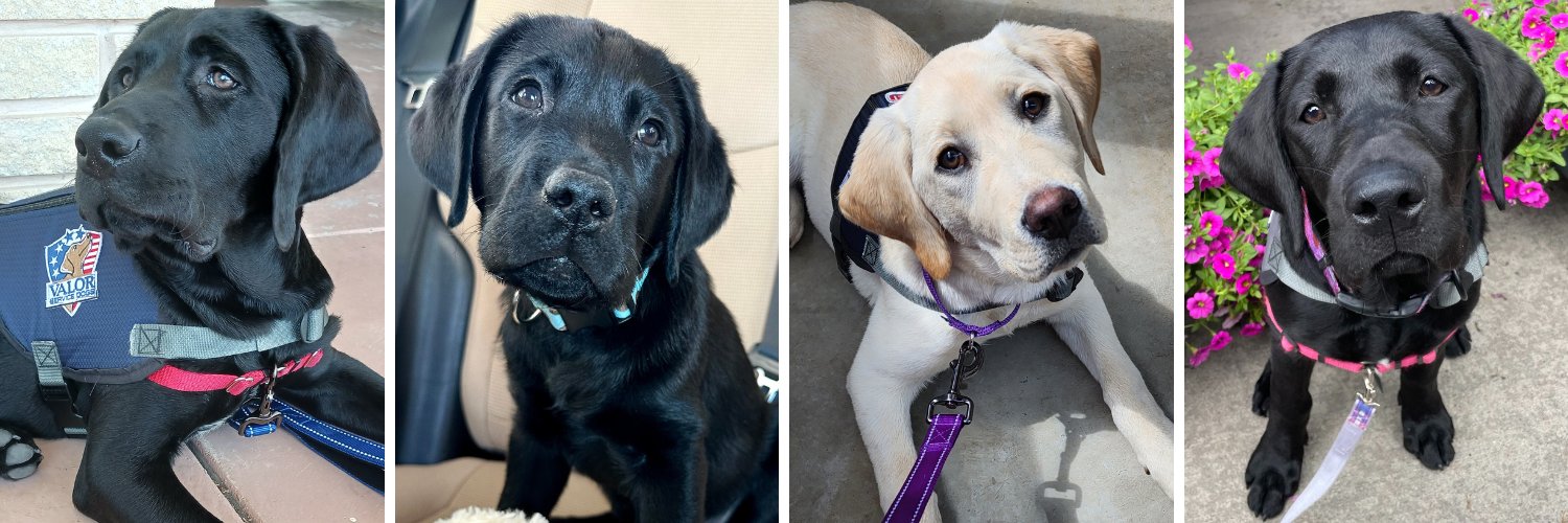 Valor Service Dogs banner