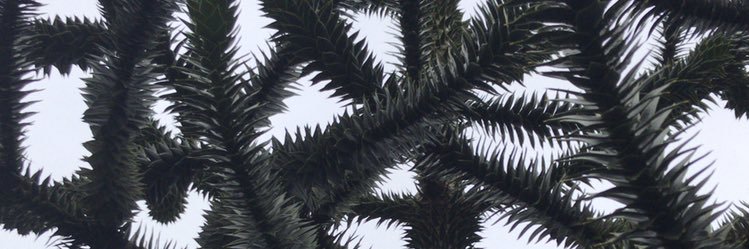 dylanbfarrell's profile banner image