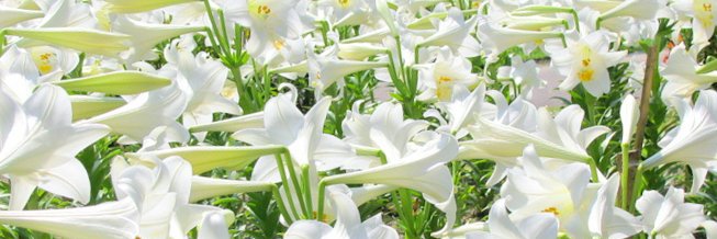 Lilium_Album's profile banner image