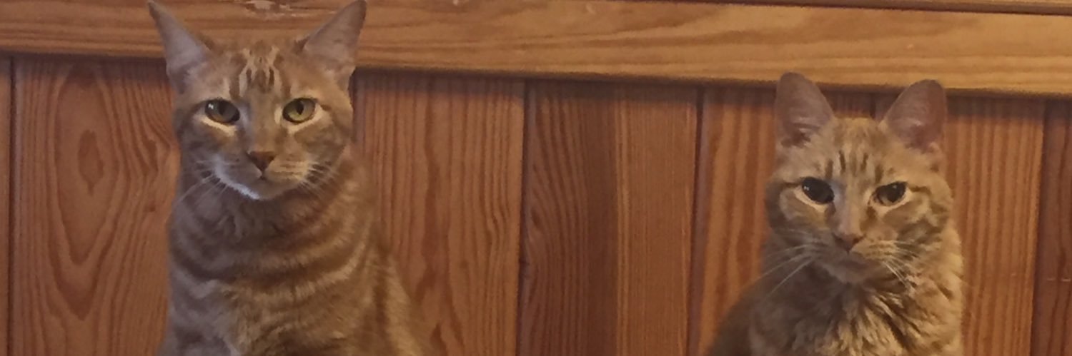 yancie3's profile banner image